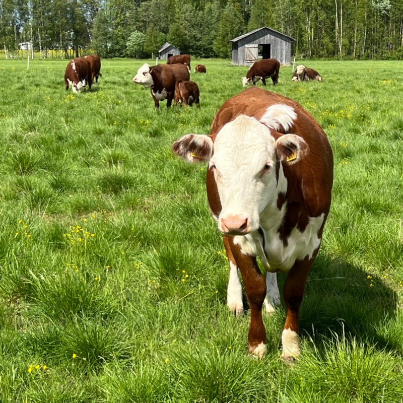5 anledningar att välja svenskt kött – Hälsa, miljö och smak