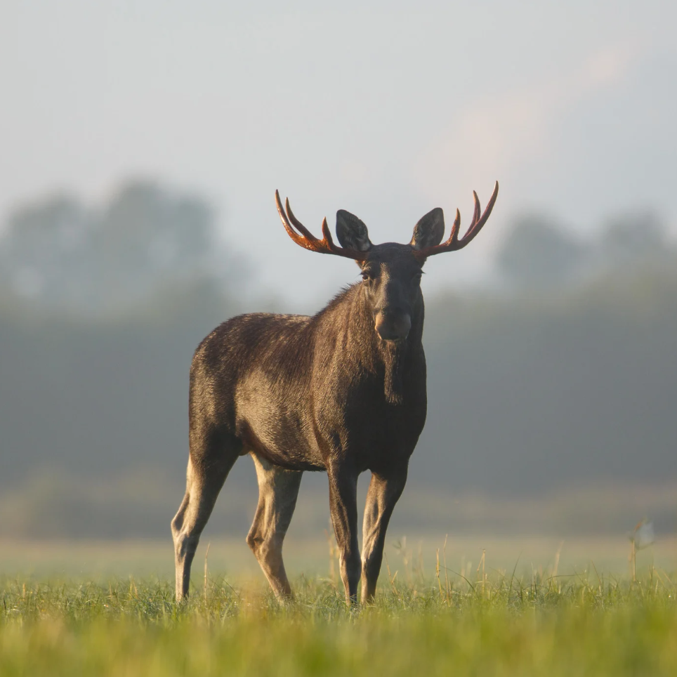 Det nya superfoodet - älgkött från skogar i Norrbotten