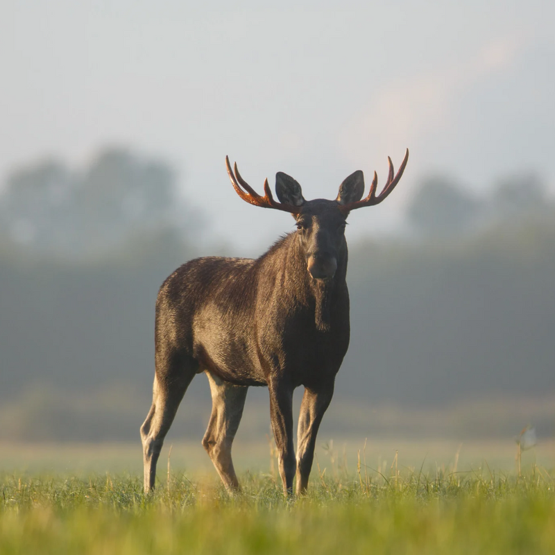 Det nya superfoodet - älgkött från skogar i Norrbotten