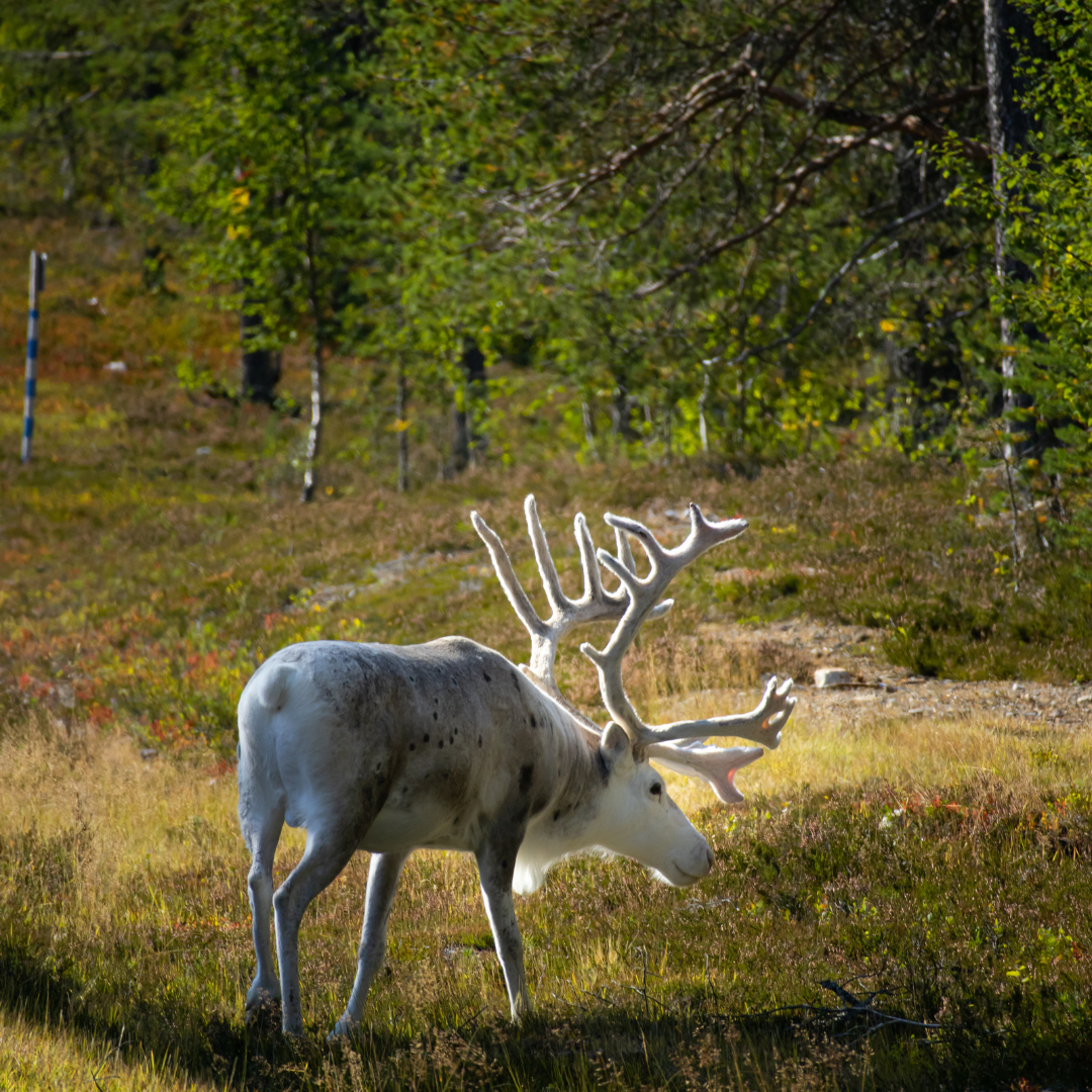 Höstens bästa viltkött – Recept med älg, ren och hjort | Köttbutiken