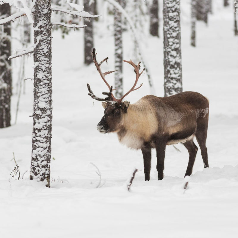Smagen af Norrland: Derfor elsker danskere svensk elg- og rensdyrkød