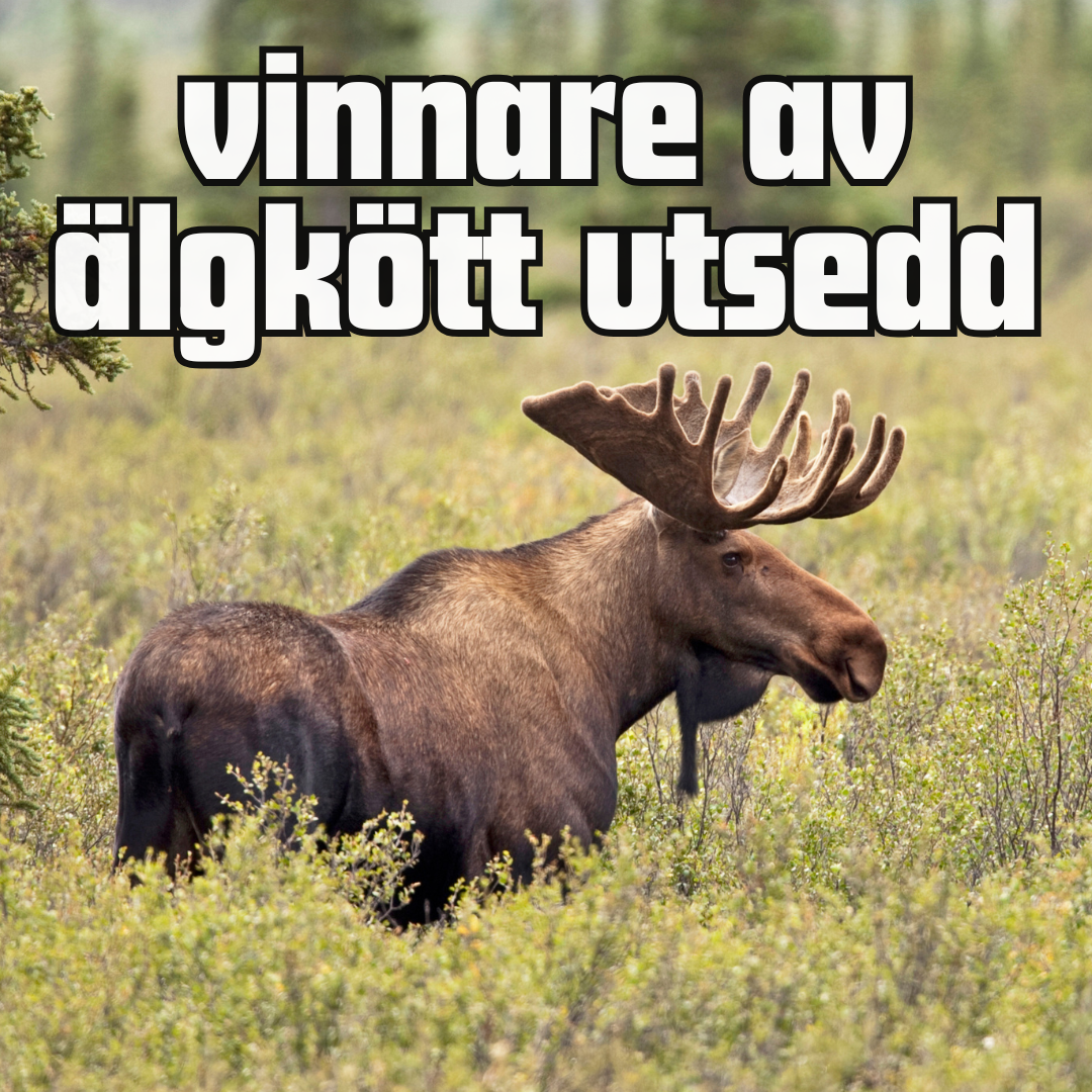 Vinnare av säsongens första älgkött utsedd!