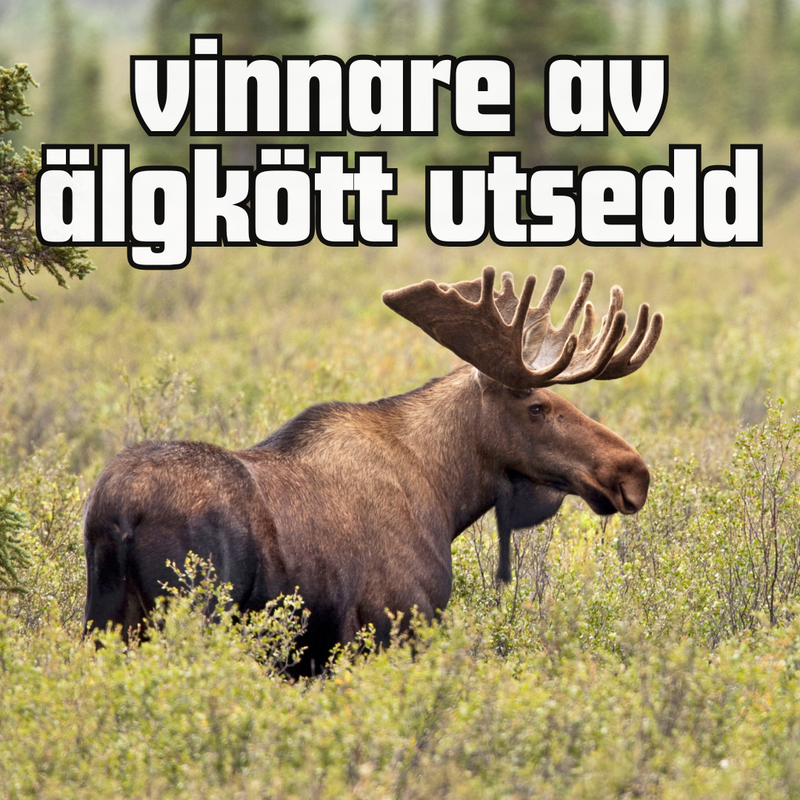 Vinnare av säsongens första älgkött utsedd!