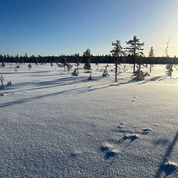 Orrtupp – Fälld 12 januari 2025, Pajala