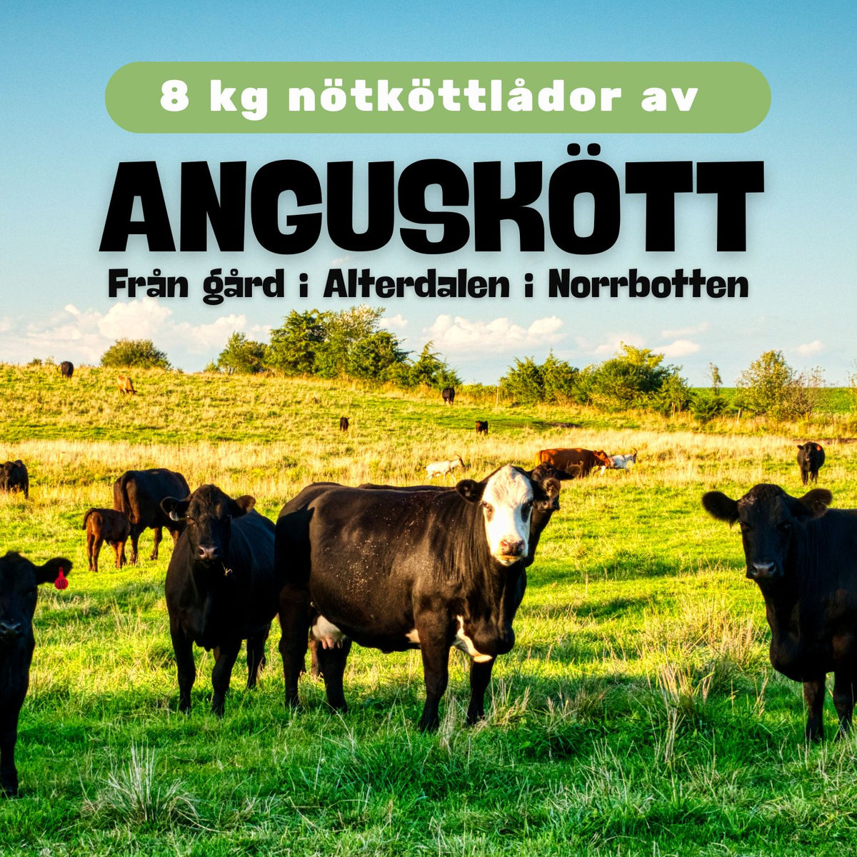 [SPECIALLÅDA] Angus - Nötköttlåda 8 kg