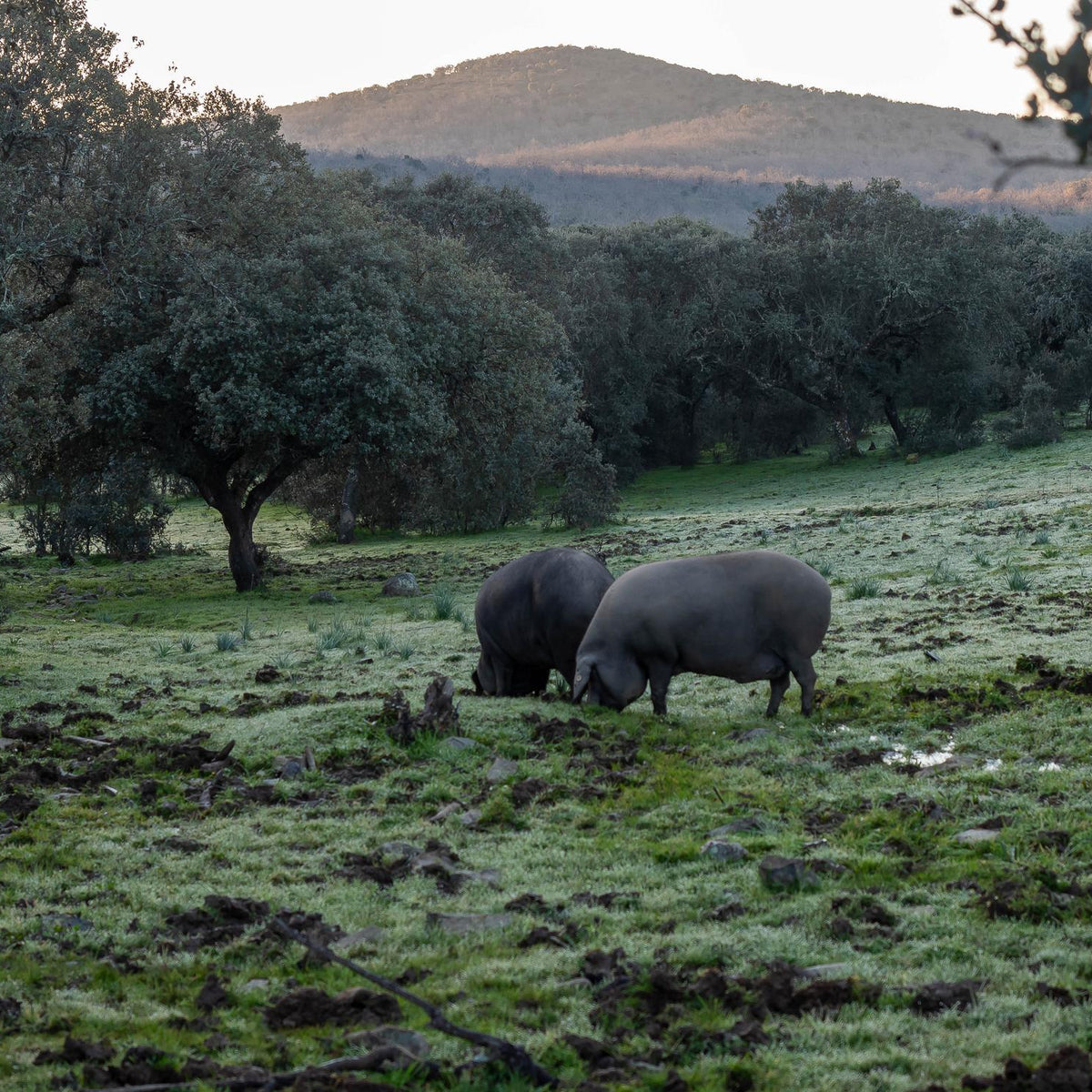 Iberico Bellota griskind 2.4 kg