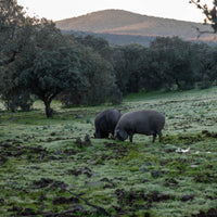 Iberico Bellota griskind 2.4 kg