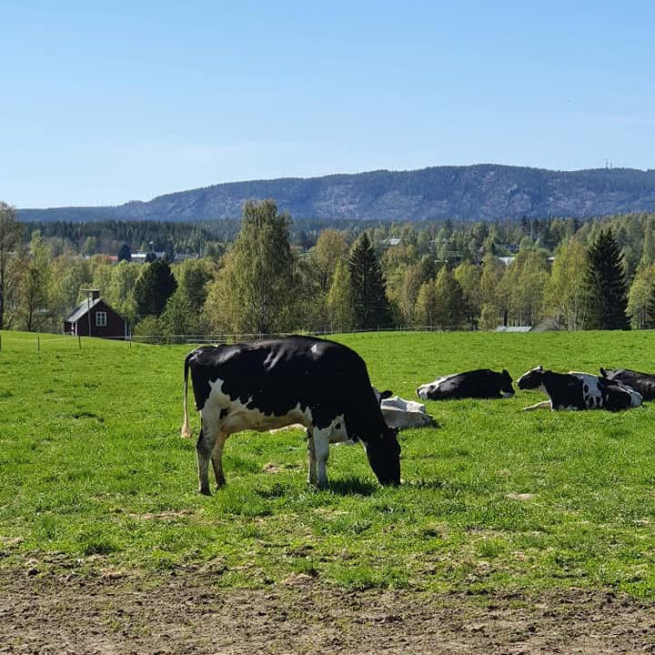 Svensk nötköttlåda benfri Angus/Holstein  från Isakgården i Älvsbyn - 8 kg